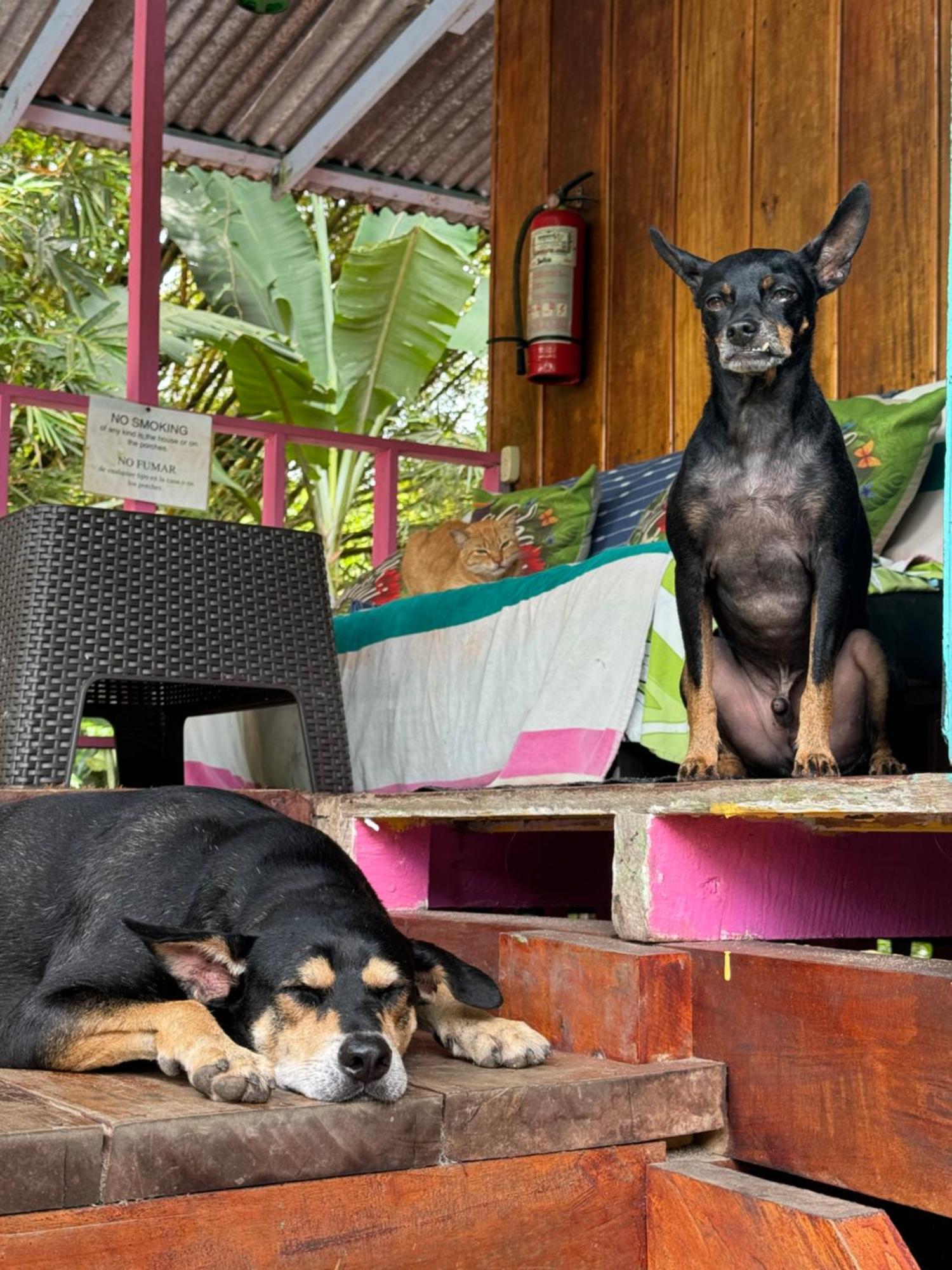 Hidden Jungle Beach House Puerto Viejo de Talamanca エクステリア 写真