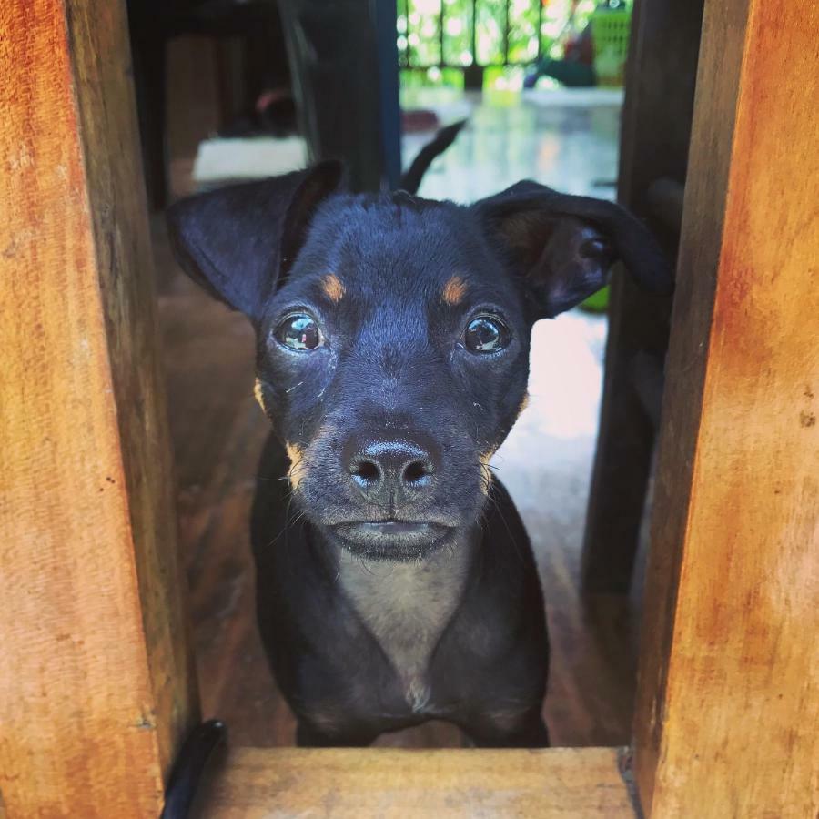 Hidden Jungle Beach House Puerto Viejo de Talamanca エクステリア 写真
